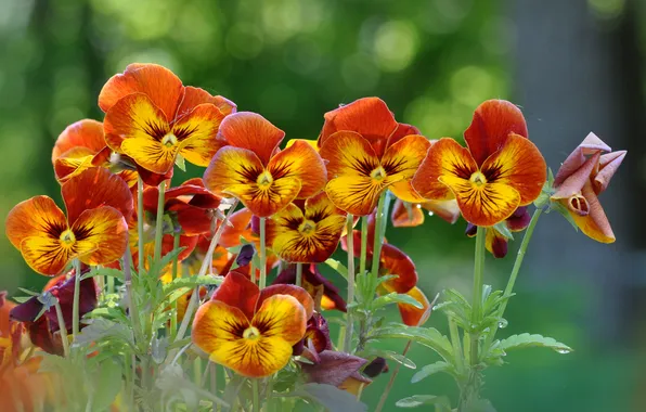 Picture flowers, Pansy, flowerbed, yellow-orange