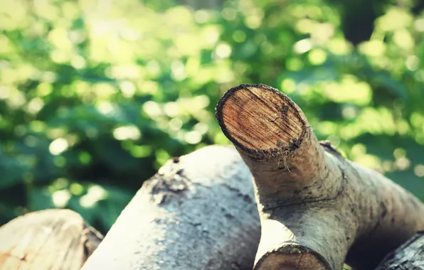 Tree, stump, stumps, wood, log, stump