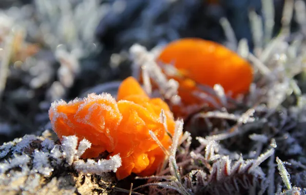Cold, frost, nature, mushrooms, crystals, fungi, Fungi