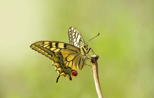 Picture eyes, butterfly, branch, antennae, eyes, butterfly, branch, antennae