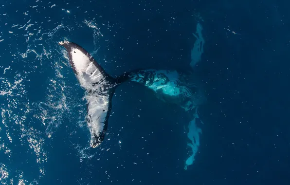 Picture the ocean, Kit, tail, the view from the top