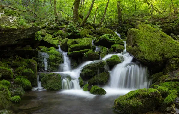 Picture forest, water, nature, stones, waterfall, moss, Korea