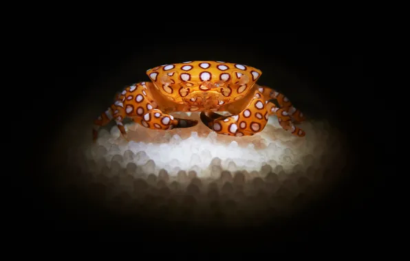 Crab, caviar, the dark background