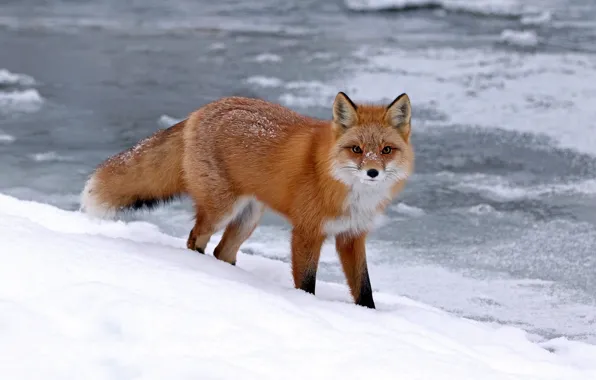 Picture winter, look, snow, nature, shore, Fox, the snow, red