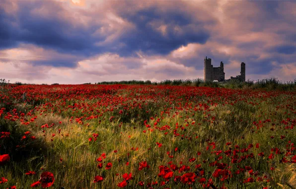 Summer, flowers, Maki, ruins, poppy field