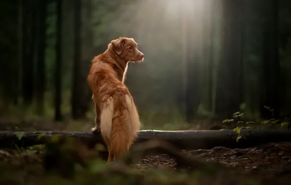 Picture forest, rays, dog, log, Nova Scotia duck tolling Retriever
