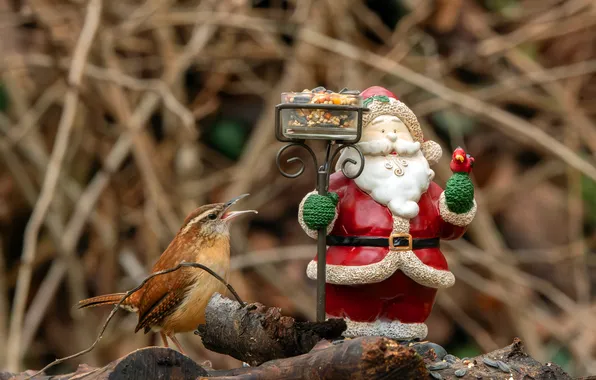 Branches, nature, bird, toy, Christmas, New year, Santa Claus, Santa Claus