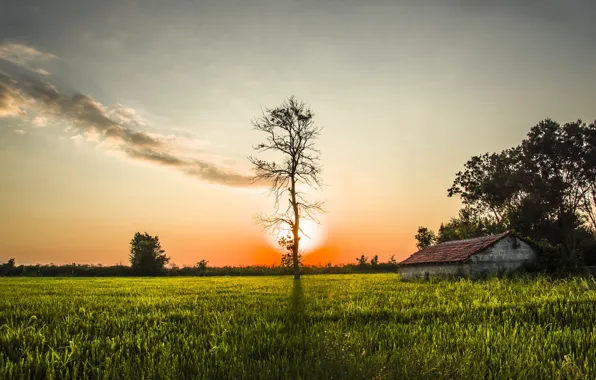 Picture field, sunset, tree
