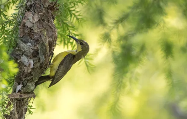 Picture branches, nature, tree, bird, beak