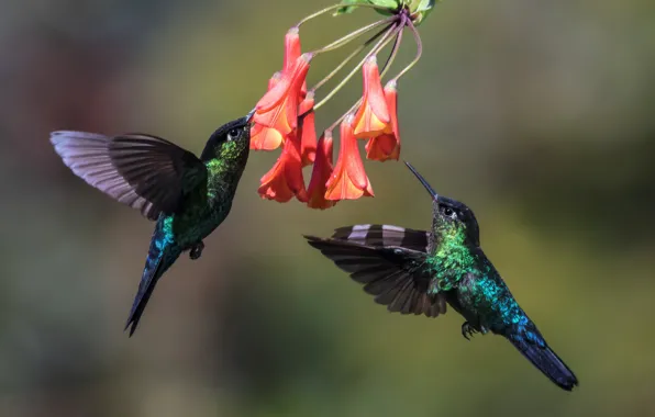 Birds, Hummingbird, pair, in flight