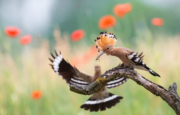 Flowers, birds, bird, Maki, branch, insect, snag, bokeh