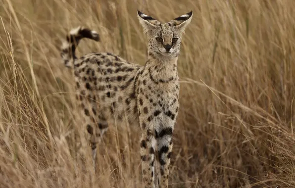 Grass, predator, ears, Serval, the family cat
