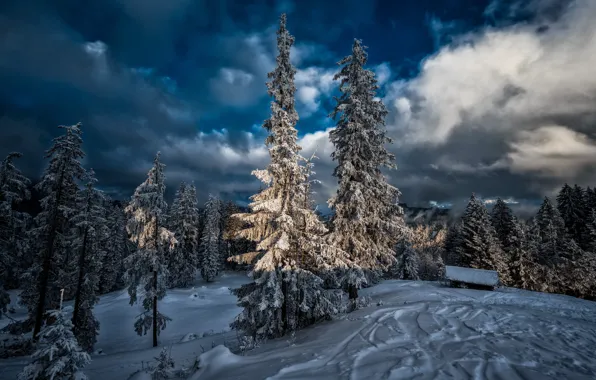 Picture winter, forest, snow, trees, Switzerland, ate, the barn