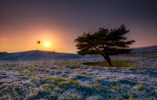 Field, flowers, tree, meadow, pine, nemophila