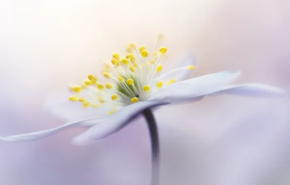 Macro, flowers, background