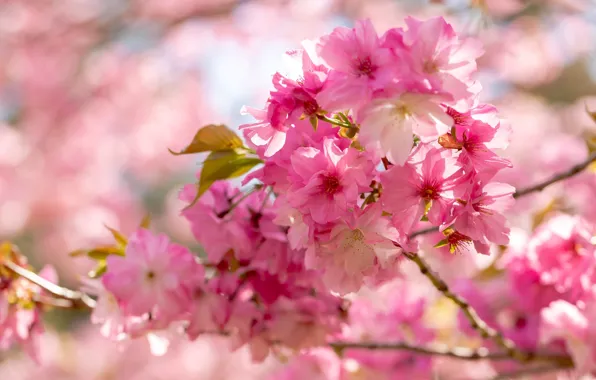 Light, flowers, branches, background, bright, spring, petals, garden