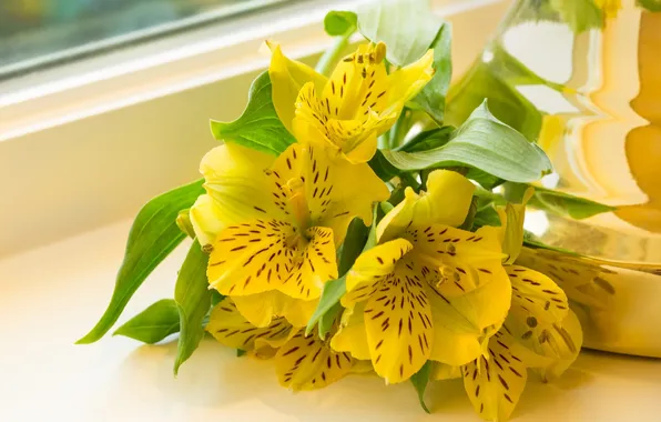 Picture macro, yellow, Alstroemeria