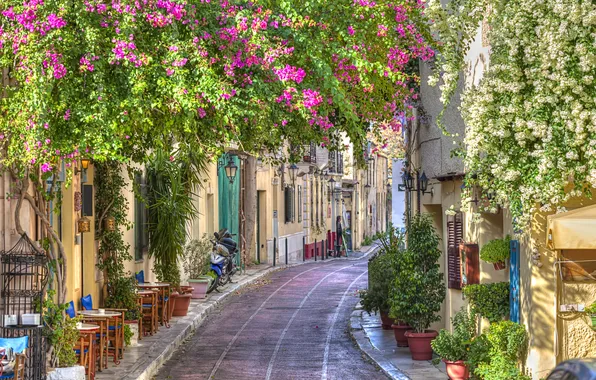 Picture flowers, the city, spring, Greece