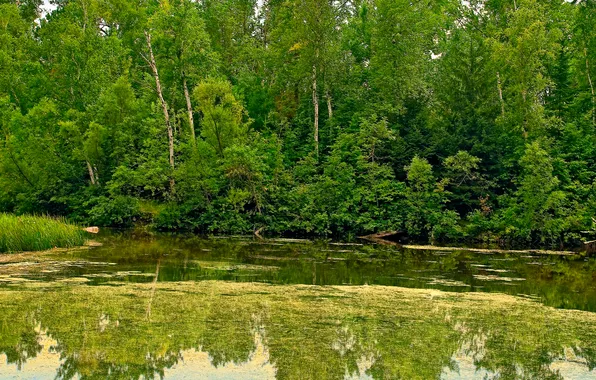 Forest, trees, pond, reflection