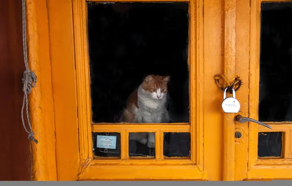 Picture cat, castle, the door
