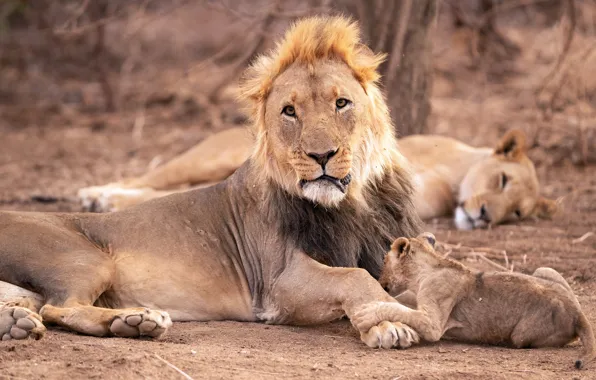 Picture face, pose, Leo, baby, family, hairstyle, lies, lions