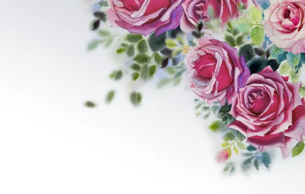 Flowers, roses, picture