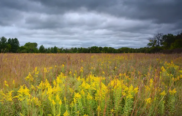 Field, forest, summer, the sky, clouds, flowers, clouds, overcast