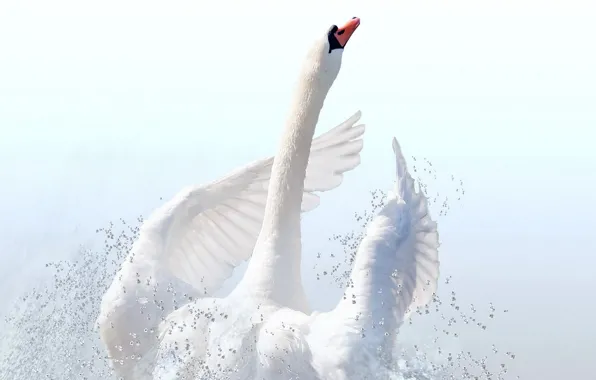 Picture nature, bird, Swan