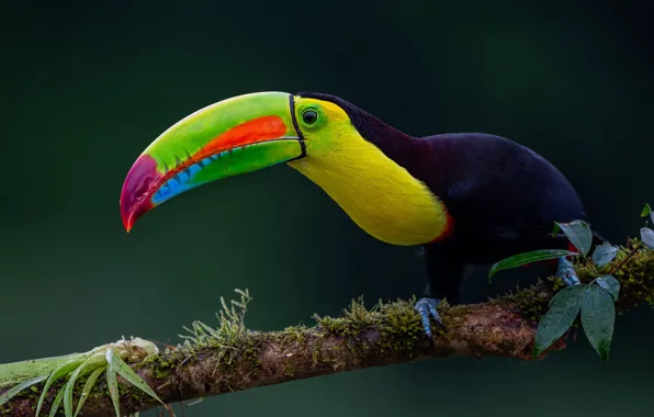 Picture background, bird, branch, beak, Toucan, Iridescent Toucan