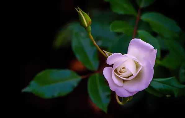 Flower, leaves, rose, branch, Bud, black background, lilac