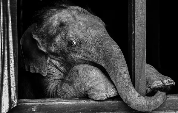 Look, elephant, window, elephant, black and white photo