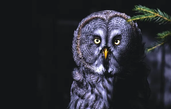 Picture look, the dark background, owl, bird, portrait, black background, owl
