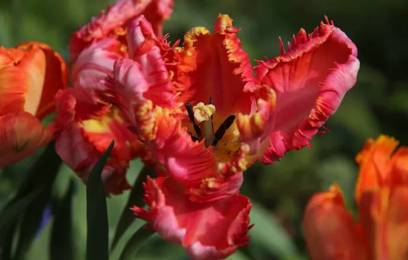 Macro, Tulip, petals