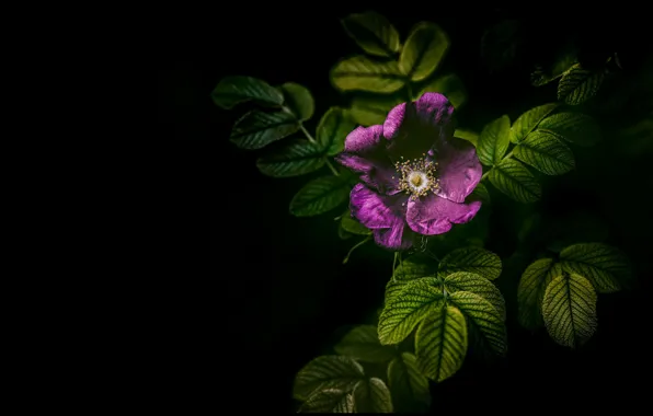 Leaves, flowers, briar, black background, lilac