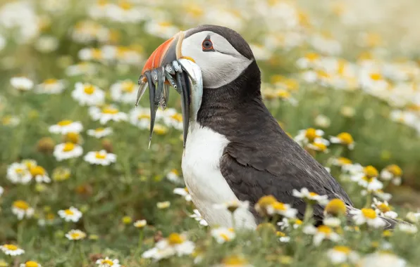 Picture flowers, bird, glade, portrait, chamomile, fish, profile, stalled