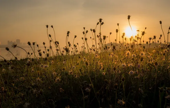 Picture grass, nature, morning