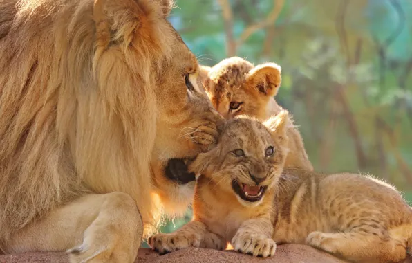 Look, face, close-up, background, Leo, father, mouth, kittens