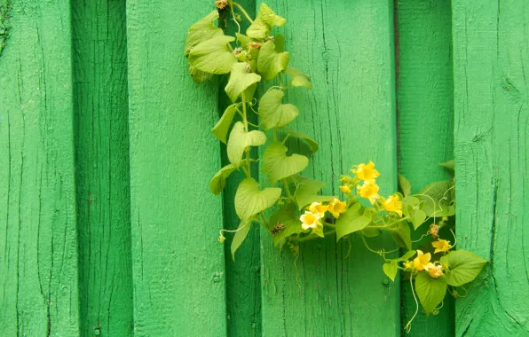 Picture widescreen, Wallpaper, the fence, plant, OSA, wallpaper, widescreen, background
