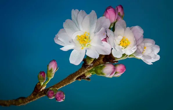 Picture cherry, petals, blossoms, buds, stamens