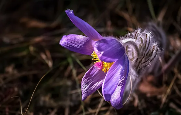 Picture macro, spring, petals, cross