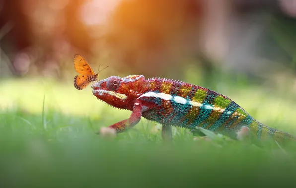Grass, look, light, strips, chameleon, background, butterfly, glade