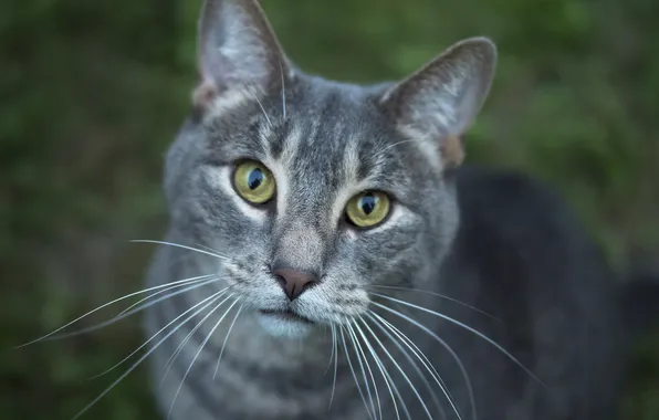 Cat, cat, mustache, look, pose, grey, portrait, face