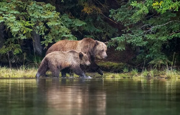 Forest, branches, nature, shore, bear, bears, pair, bear