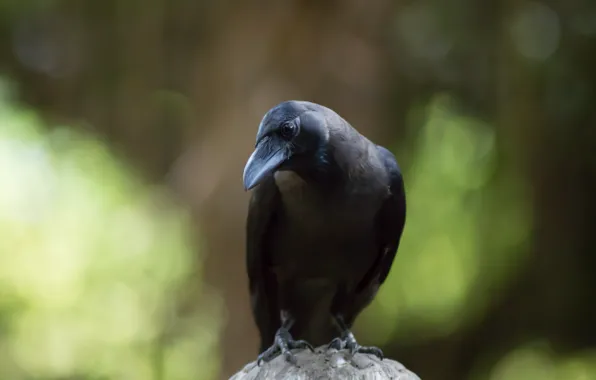 Picture background, bird, crow