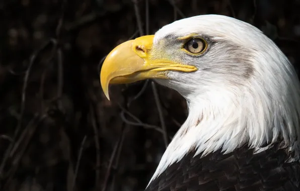 Nature, bird, eagle