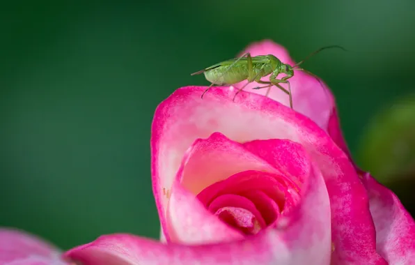 Macro, background, rose, Bud, insect, grasshopper