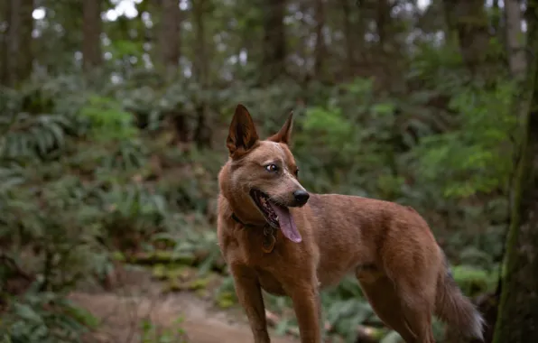 Forest, language, dog