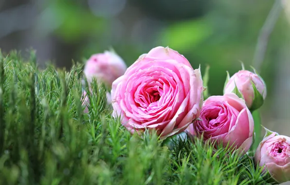 Flowers, roses, pink, buds, flowers