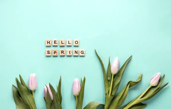 Flowers, tulips, pink, fresh, pink, flowers, tulips, spring