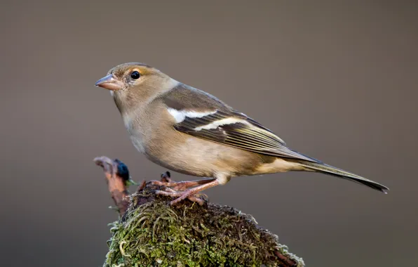 Picture birds, female, Chaffinch
